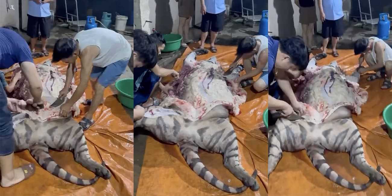 丈母娘来家里做客 杀只老虎给她老人家补补身体 怎么做才好吃?在线等!